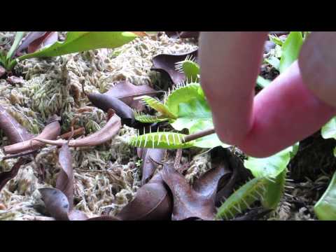 Venus Flytrap in Action