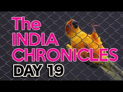 Mysore Zoo: The Best Zoo in India?