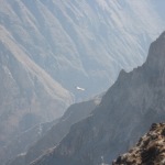 The Andean condors in Colca Canyon, Peru